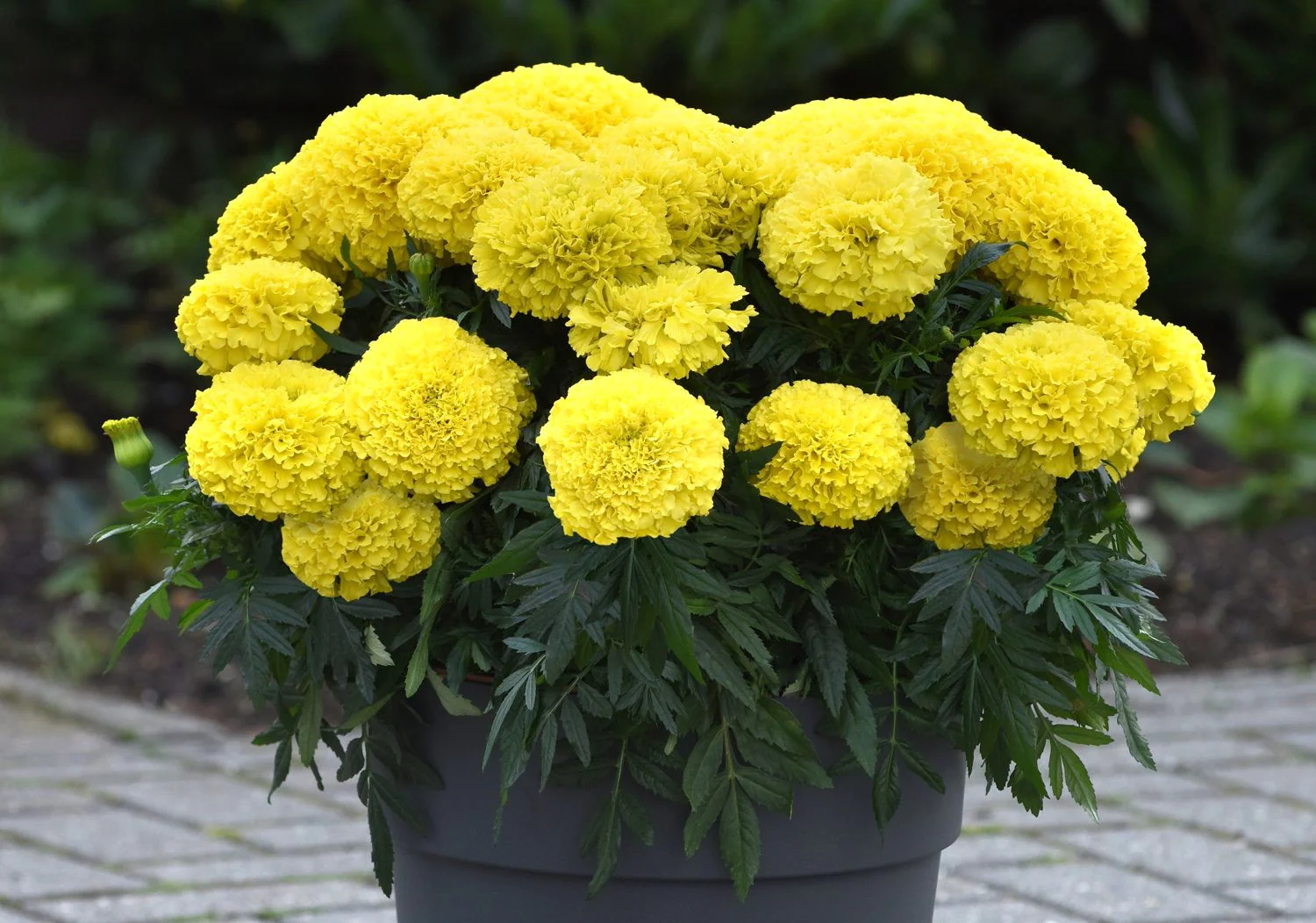 Mary Helen Yellow African Marigold - Image 9
