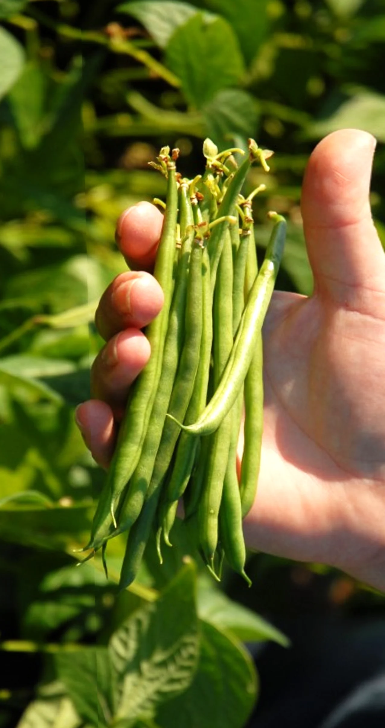 Masai French Filet Bean (Haricot Vert) - Image 2