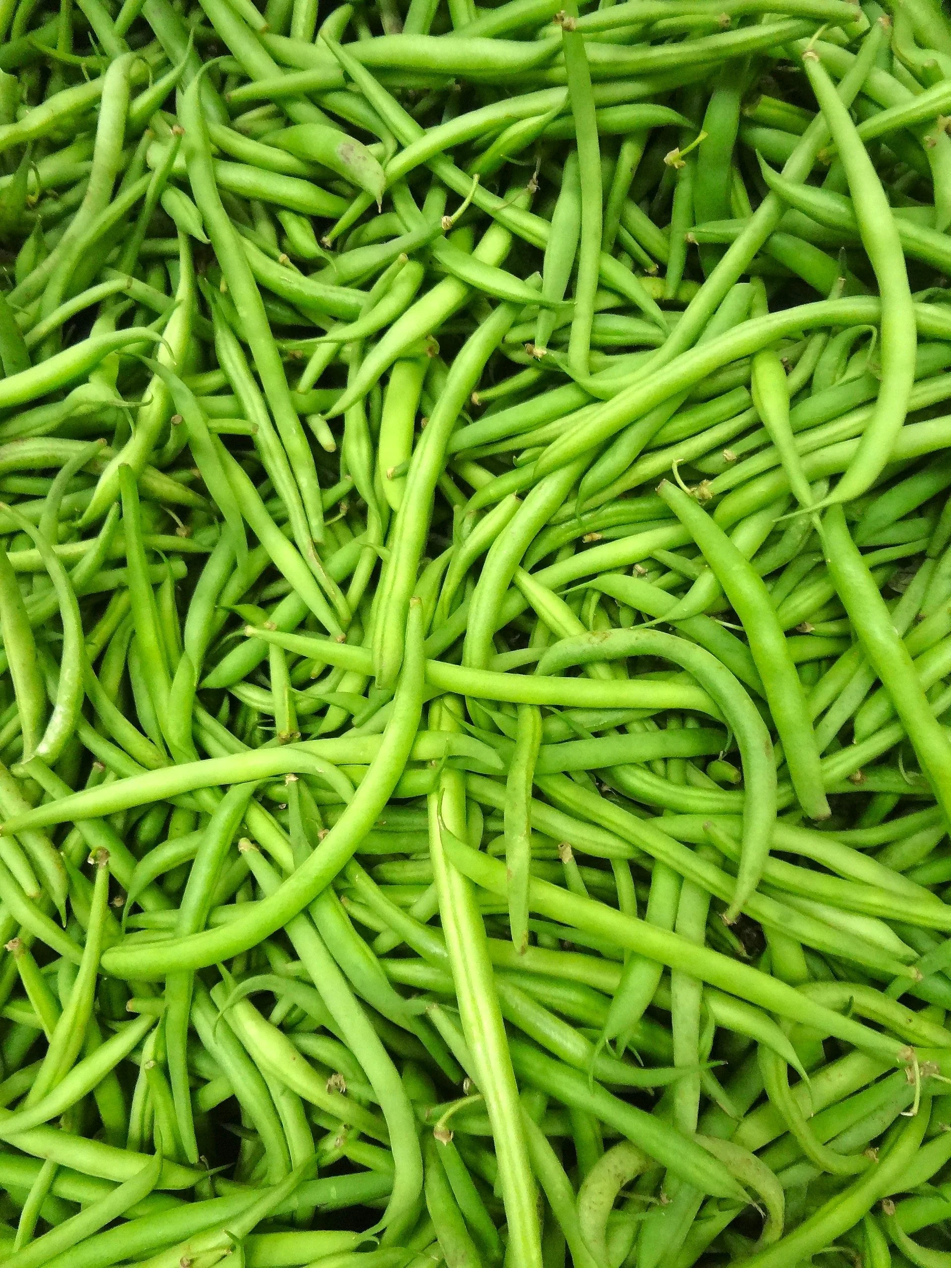 Masai French Filet Bean (Haricot Vert) - Image 3