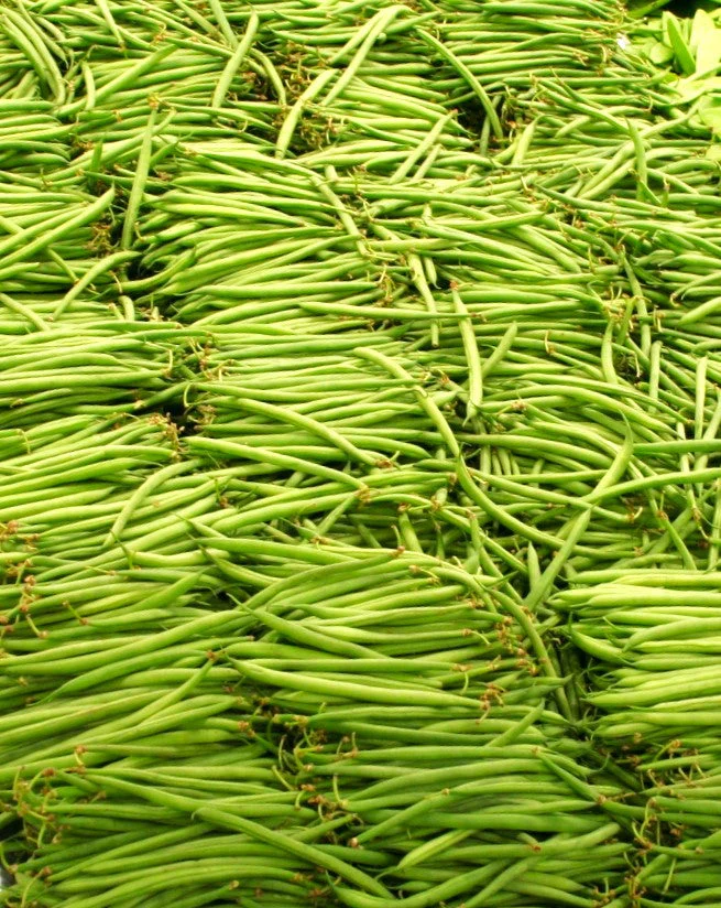 Masai French Filet Bean (Haricot Vert) - Image 4