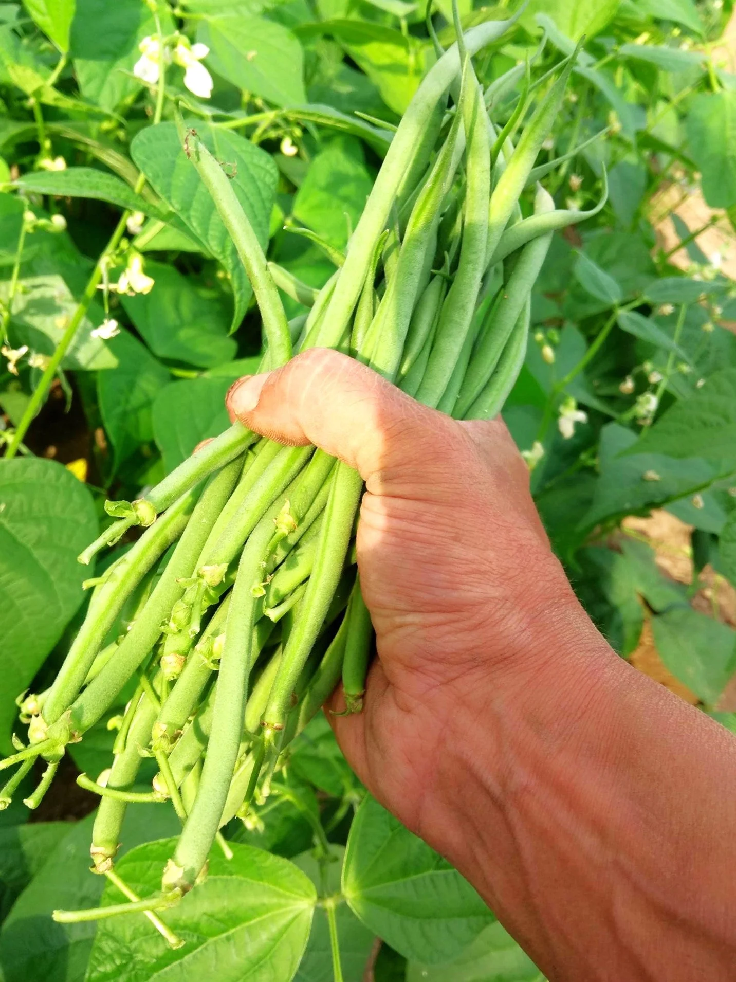 Masai French Filet Bean (Haricot Vert) - Image 5