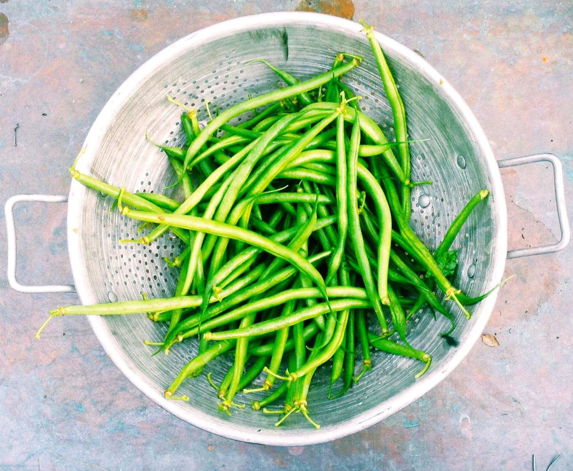 Masai French Filet Bean (Haricot Vert) - Image 6