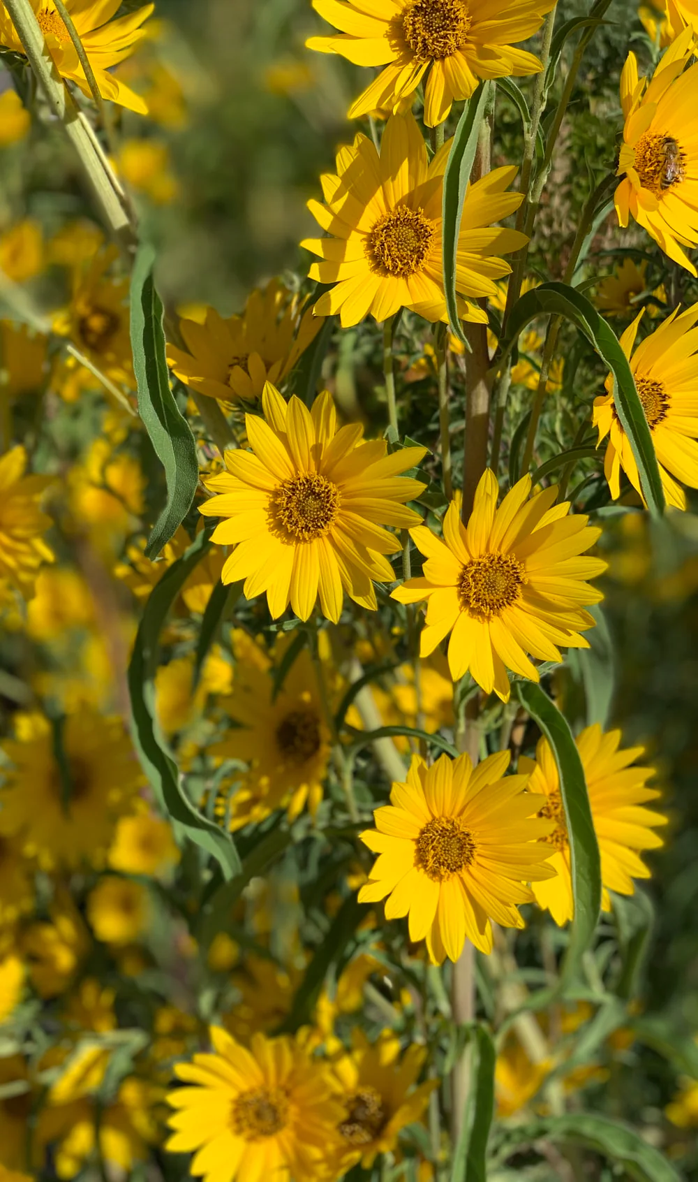 Maximilian Sunflower - Image 7