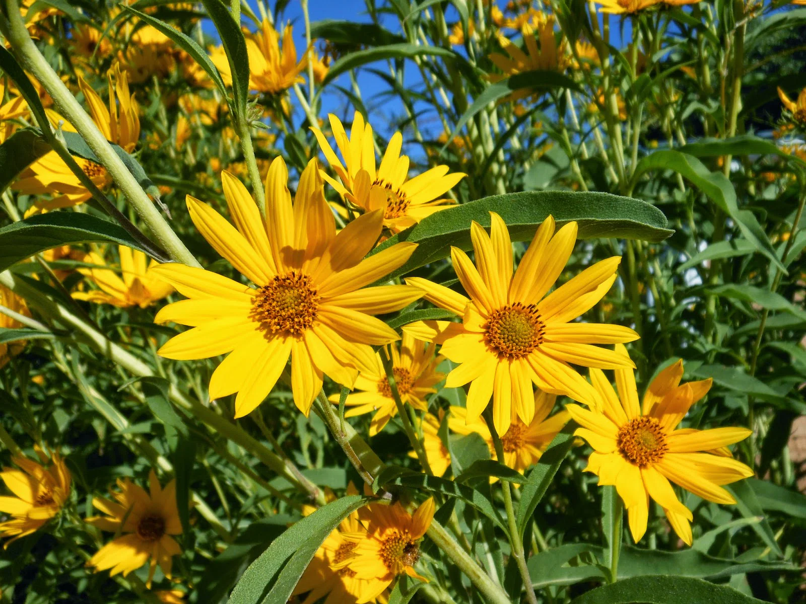 Maximilian Sunflower - Image 8