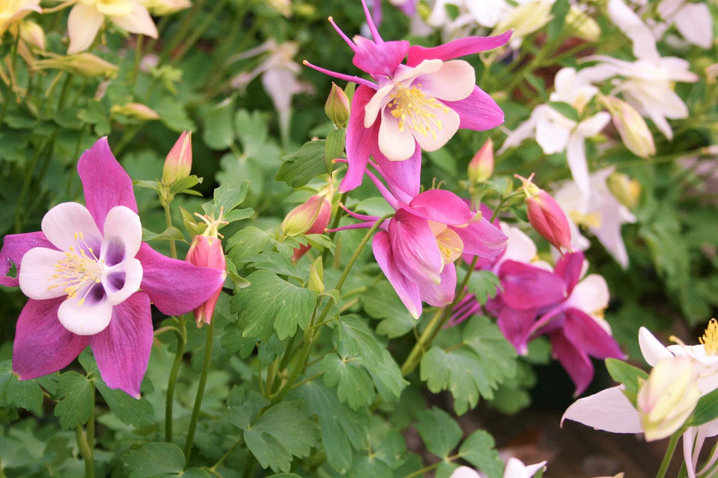 McKana Giants Mix Columbine - Image 10