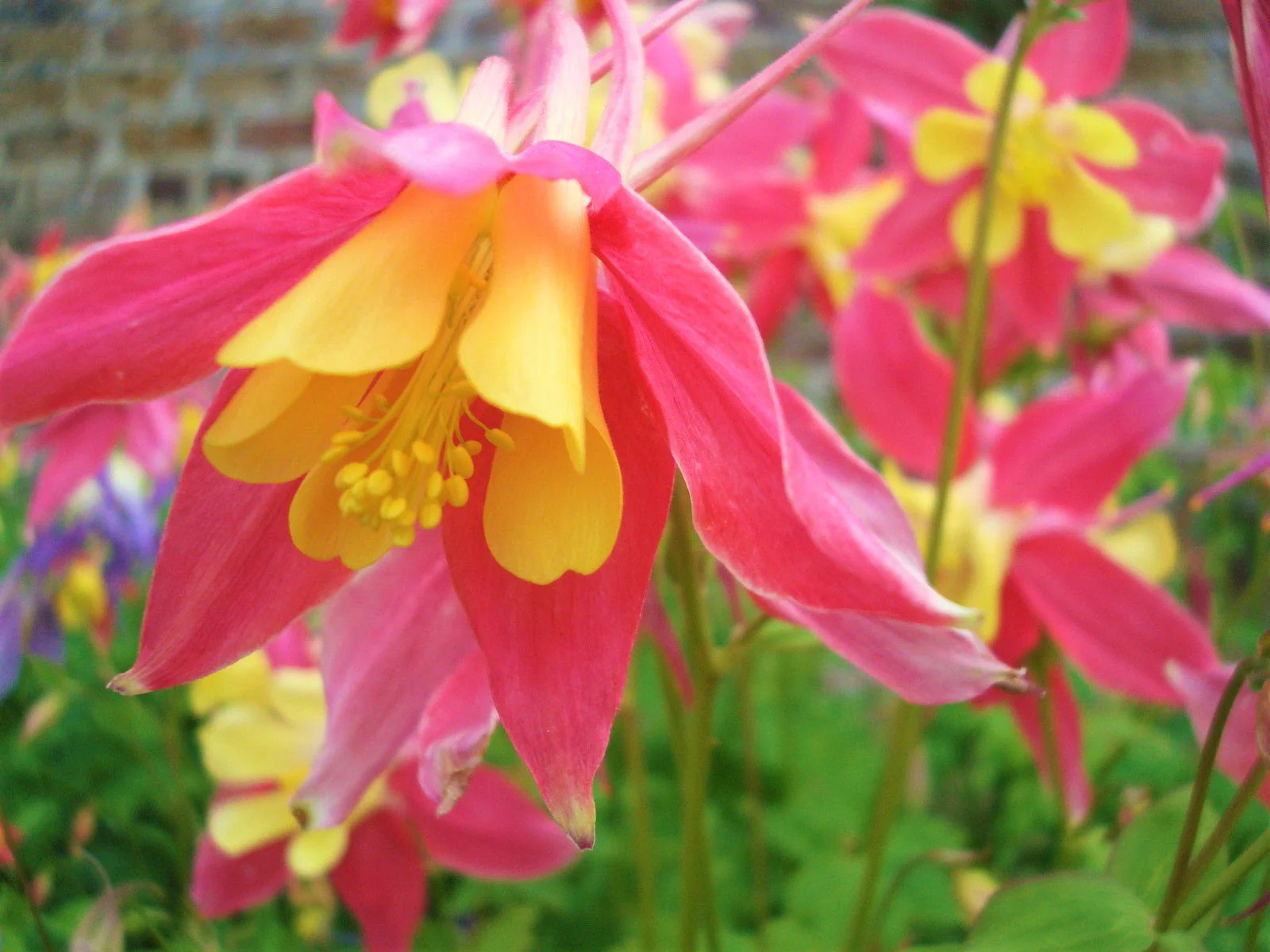McKana Giants Mix Columbine - Image 11