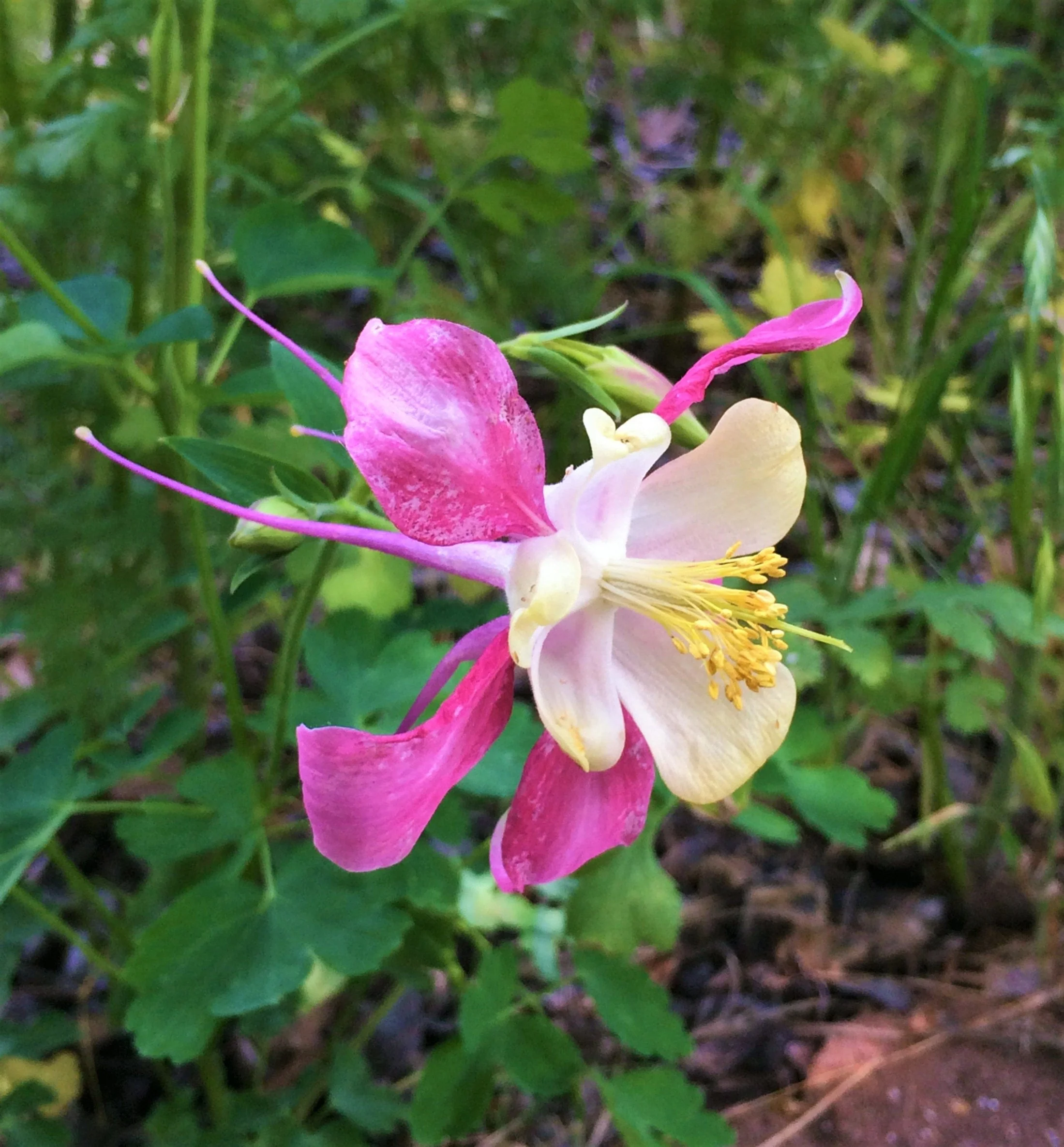 McKana Giants Mix Columbine - Image 12