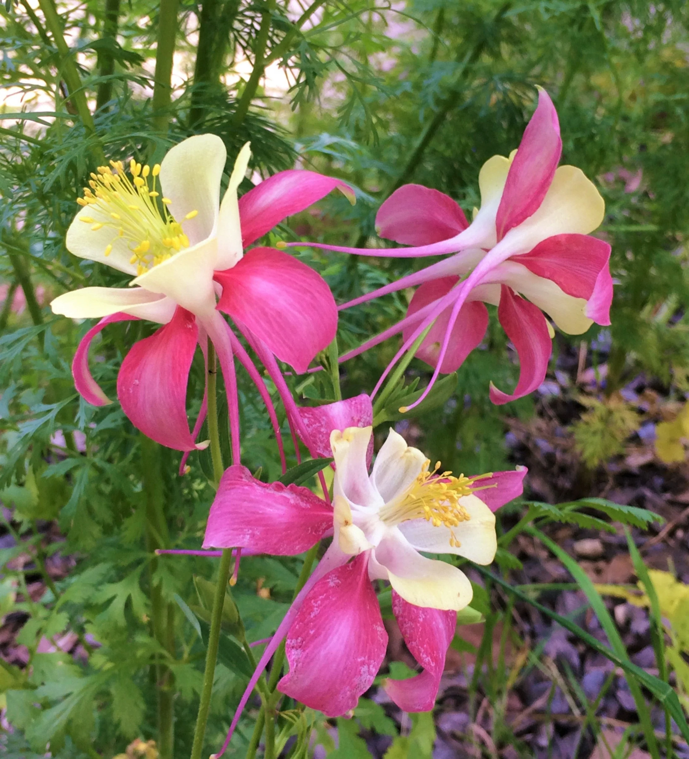 McKana Giants Mix Columbine - Image 13