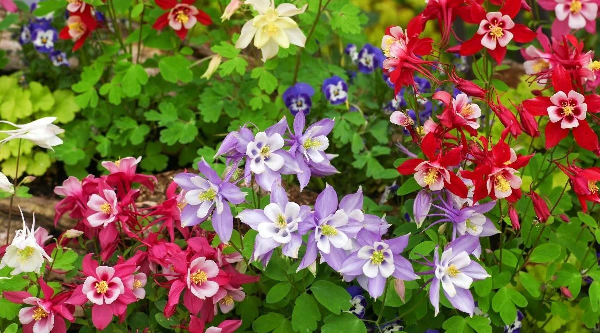 McKana Giants Mix Columbine - Image 4