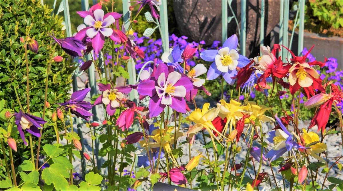 McKana Giants Mix Columbine - Image 5