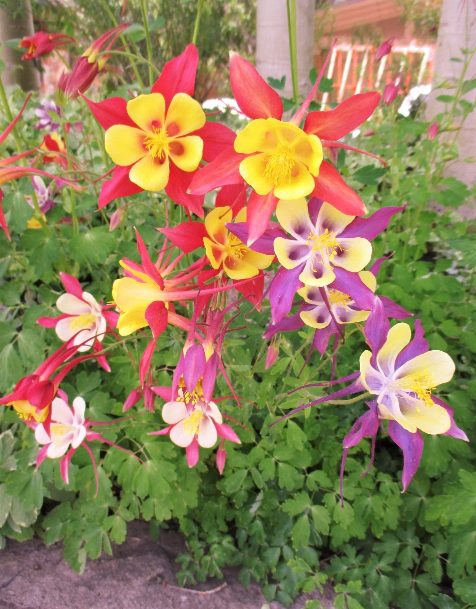McKana Giants Mix Columbine - Image 6