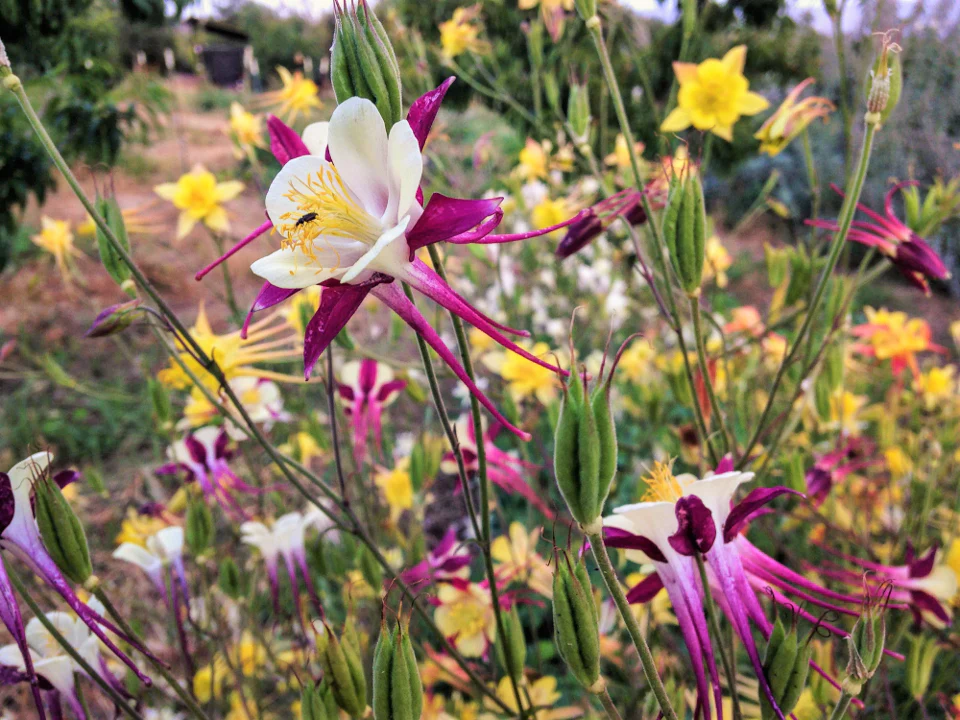McKana Giants Mix Columbine - Image 7