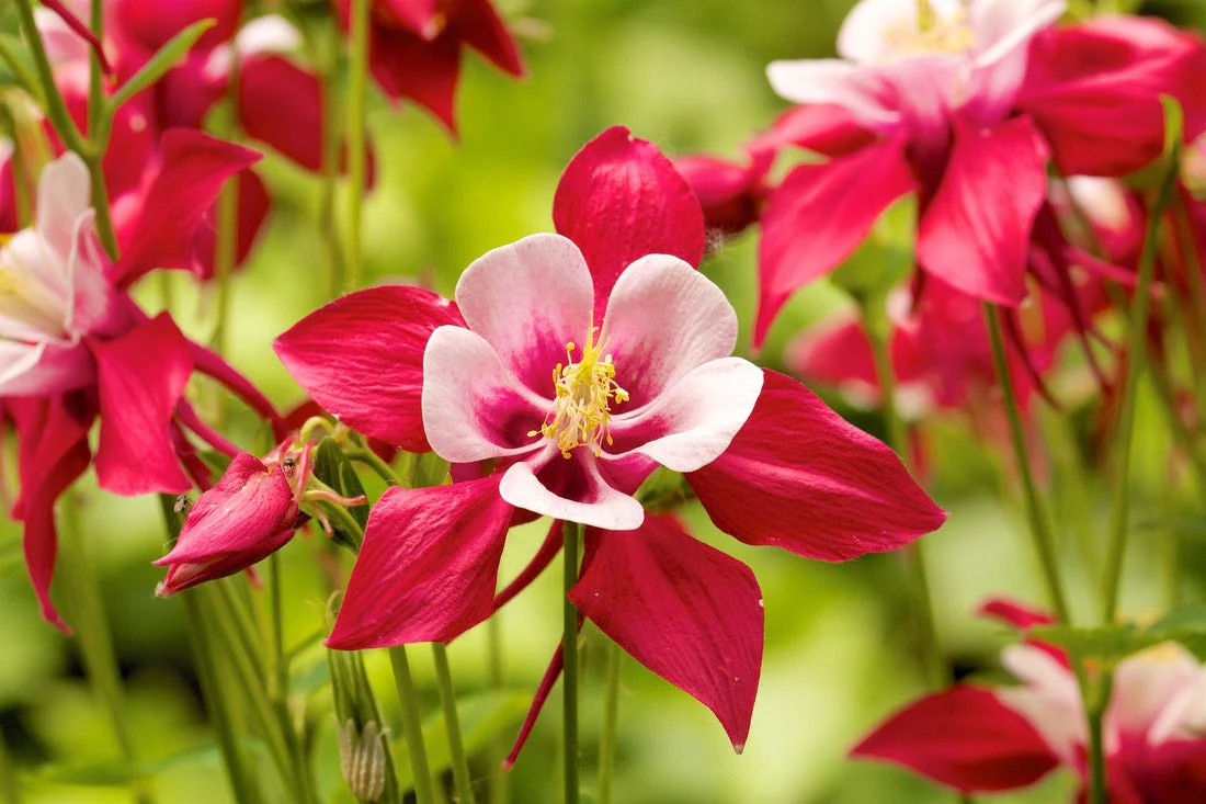 McKana Giants Mix Columbine - Image 8