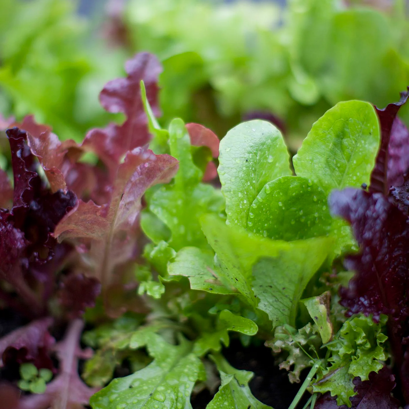 Mesclun Mix Lettuce (Spring Mix) - Image 3