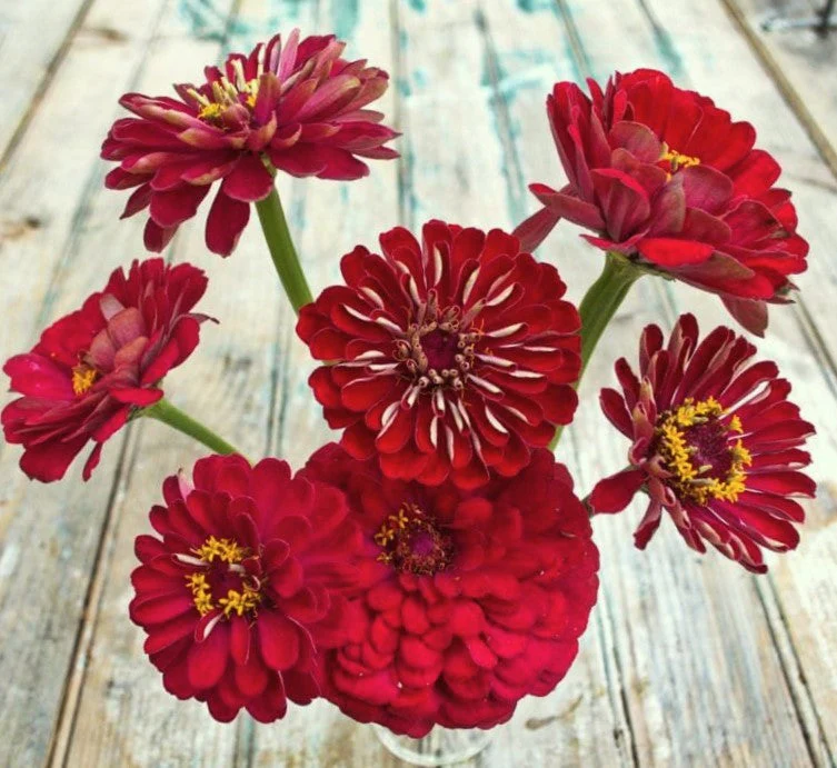 Meteor Burgundy Zinnia - Image 10