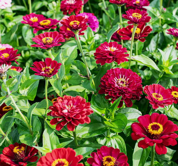 Meteor Burgundy Zinnia - Image 2