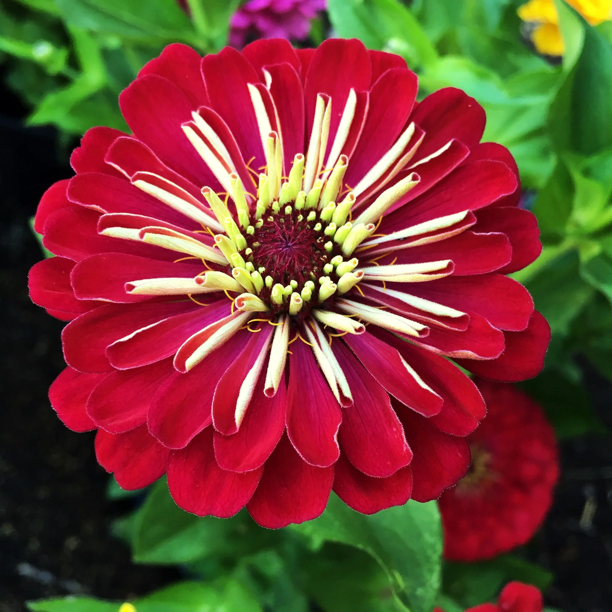 Meteor Burgundy Zinnia - Image 3