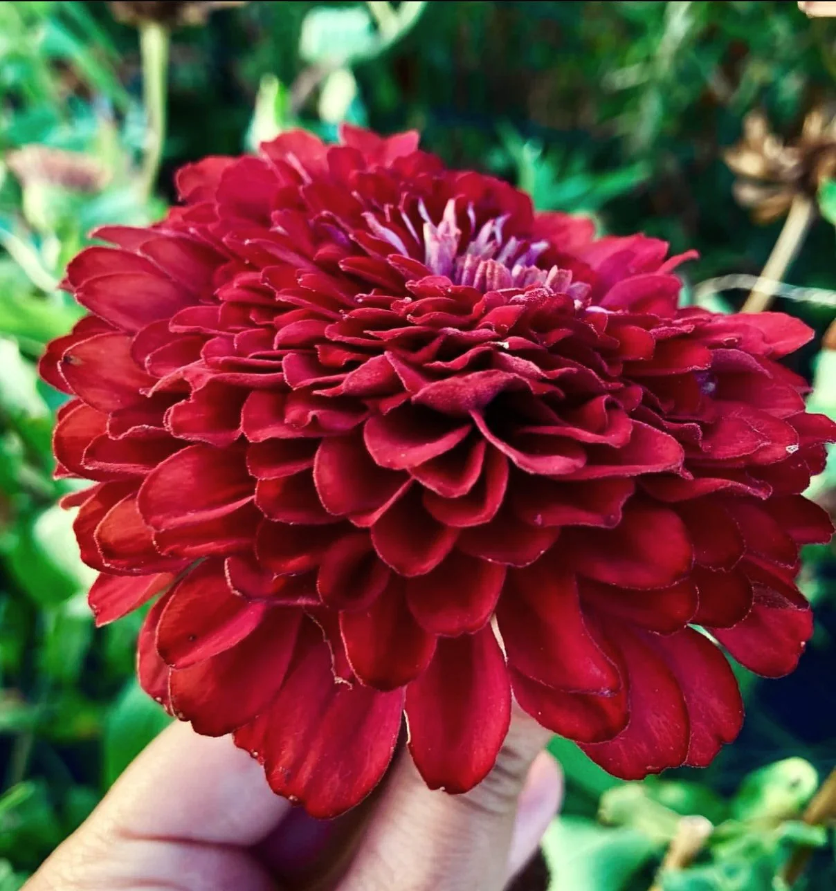 Meteor Burgundy Zinnia - Image 4