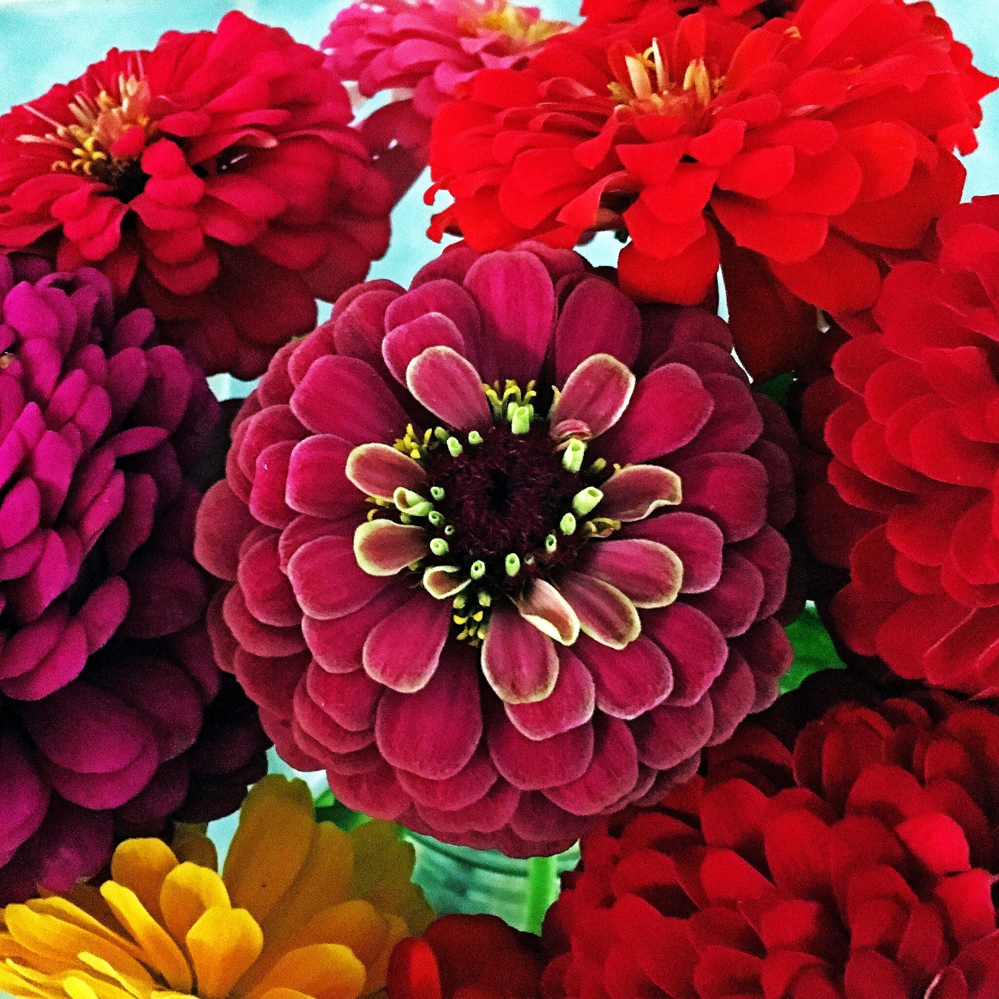 Meteor Burgundy Zinnia - Image 5