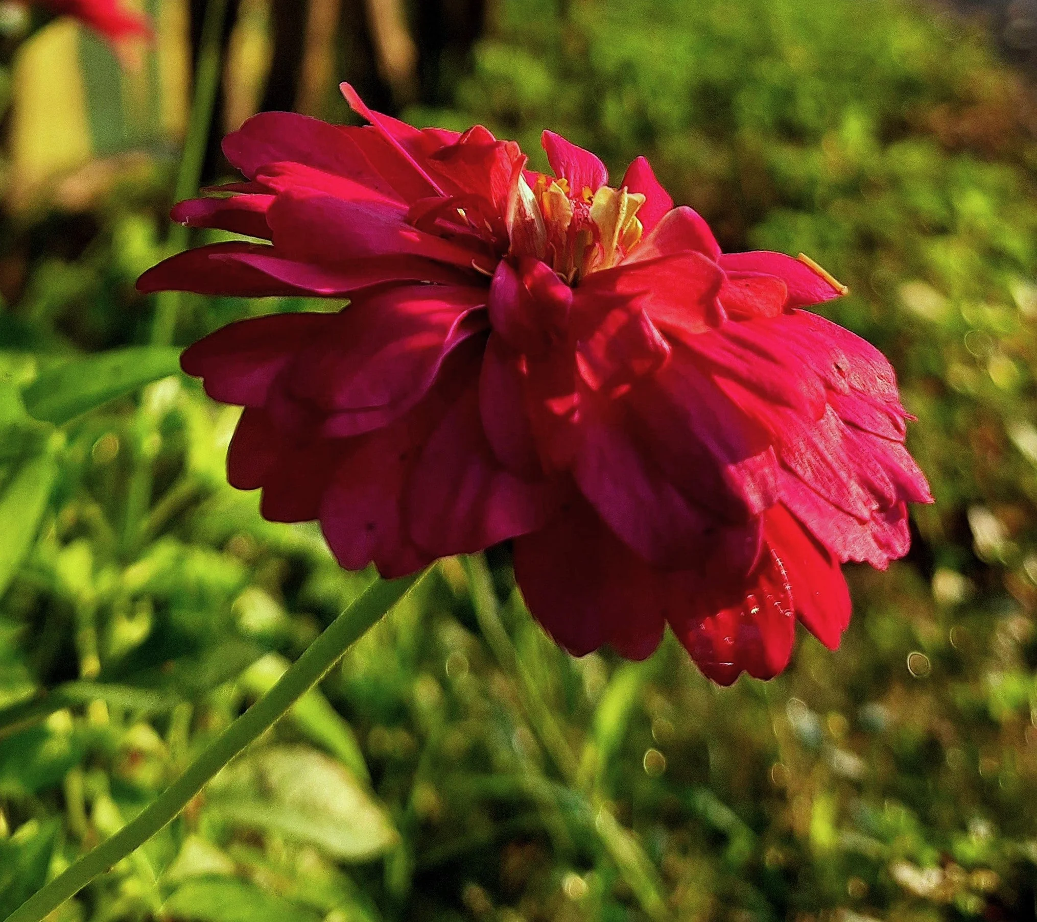 Meteor Burgundy Zinnia - Image 6