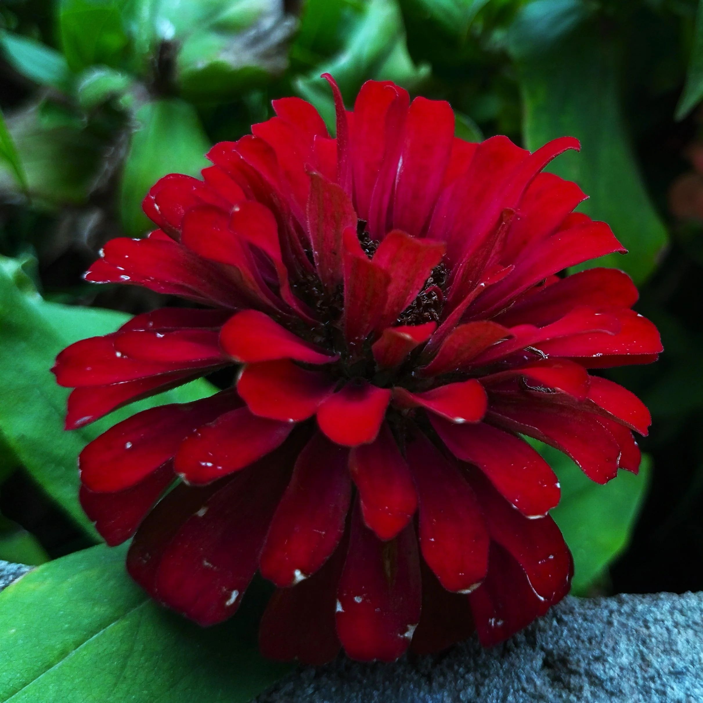 Meteor Burgundy Zinnia - Image 7