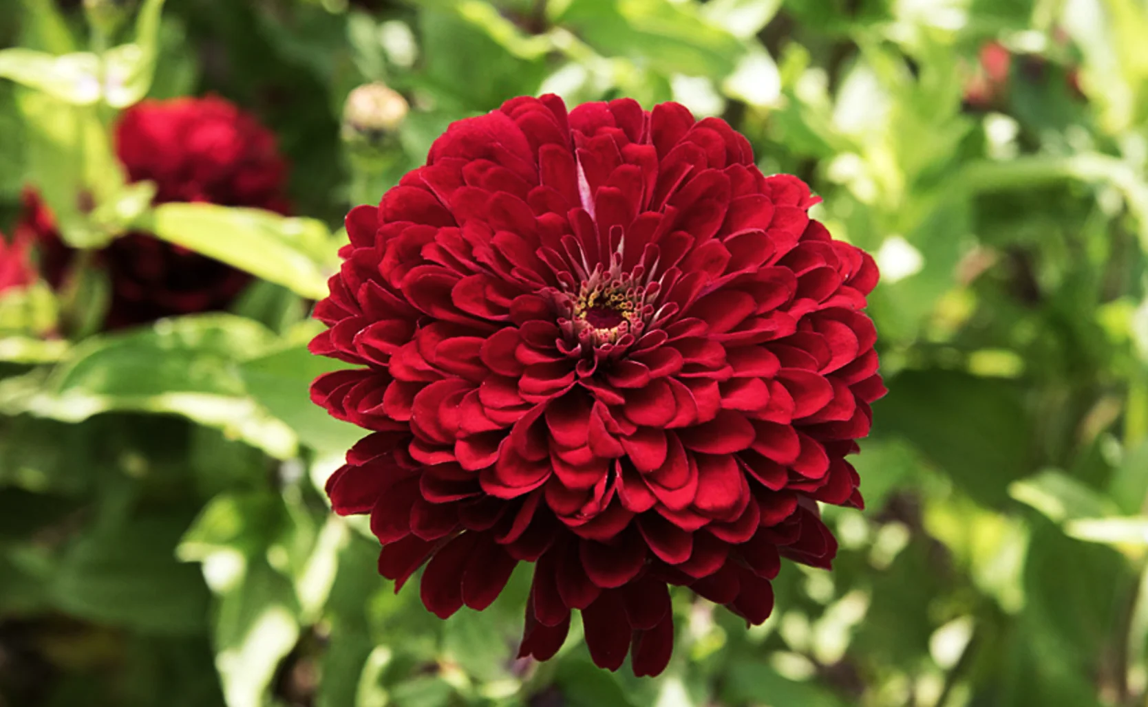 Meteor Burgundy Zinnia - Image 8