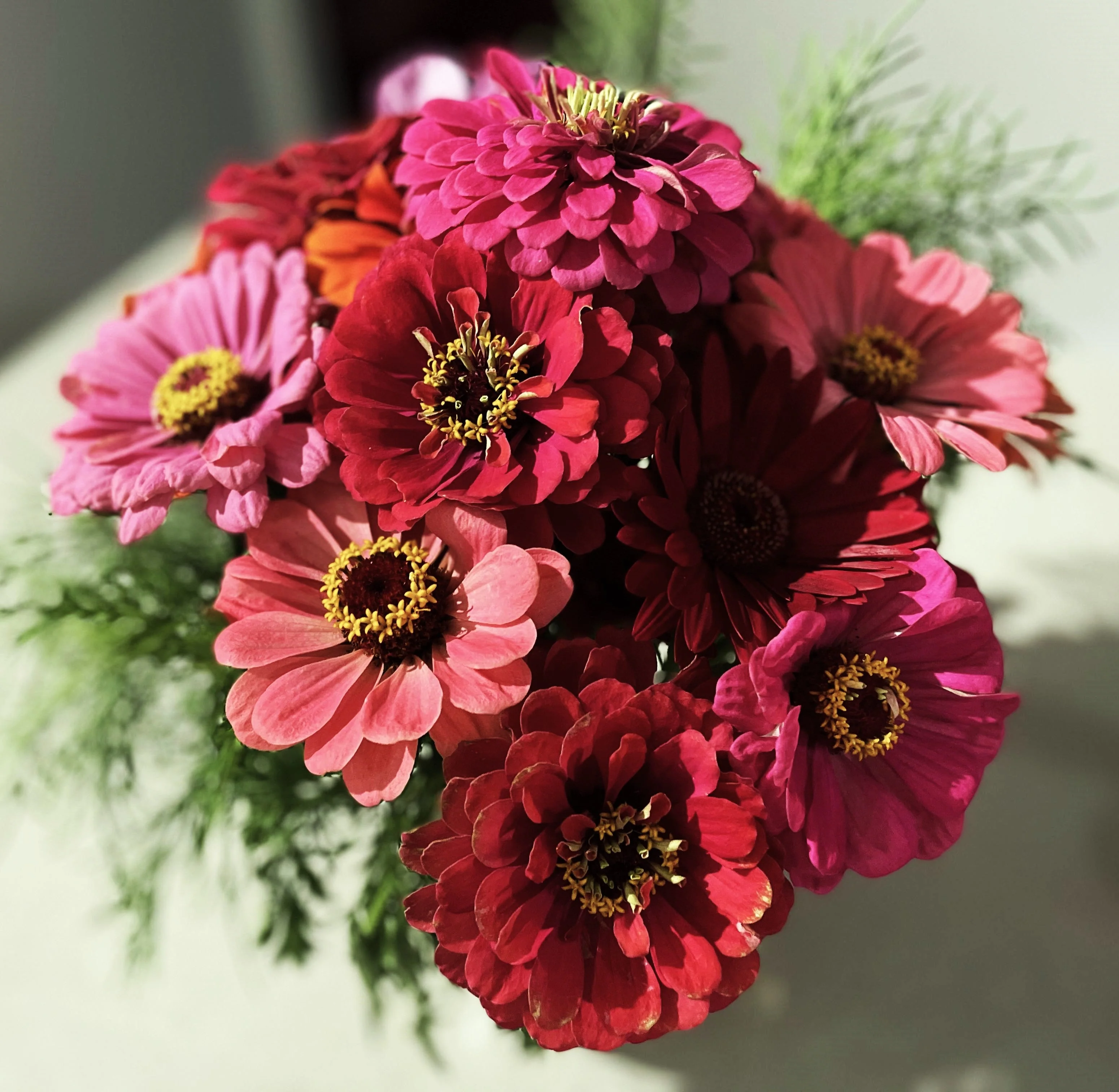 Meteor Burgundy Zinnia - Image 9