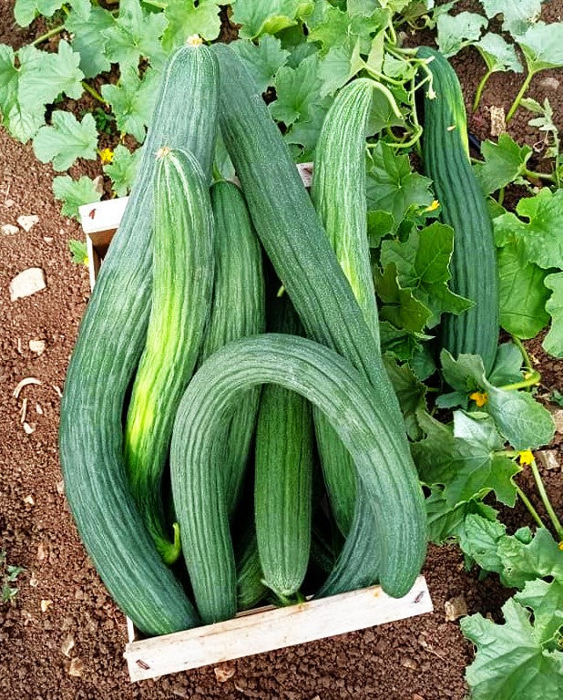 Metki Dark Green Armenian Cucumber - Image 2
