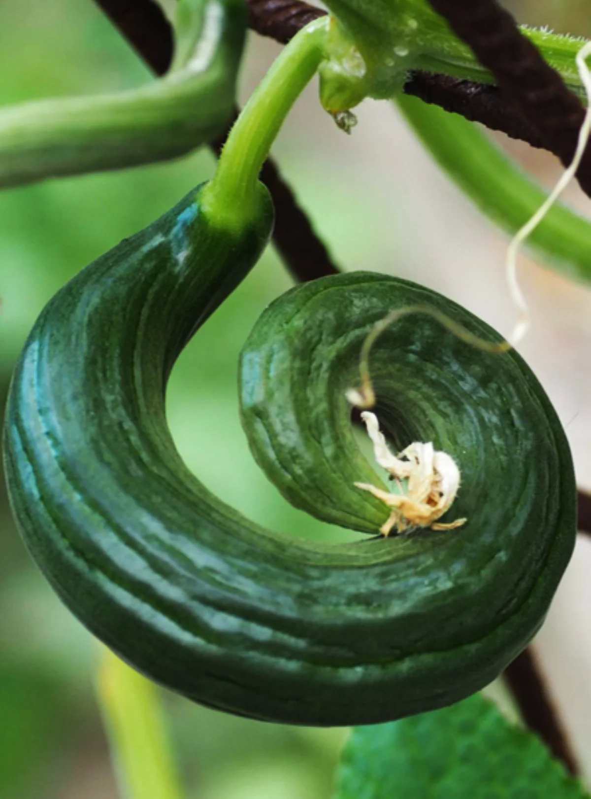 Metki Dark Green Armenian Cucumber - Image 3