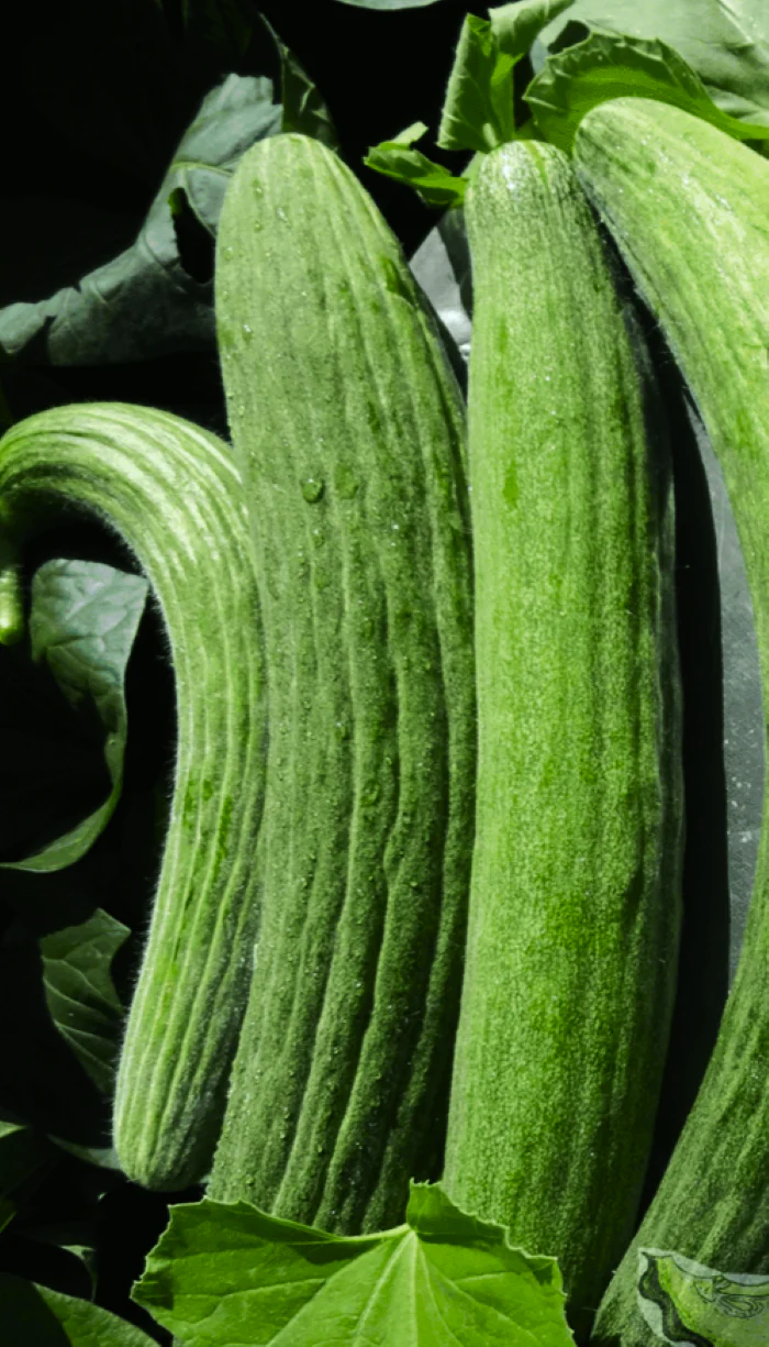 Metki Dark Green Armenian Cucumber - Image 6