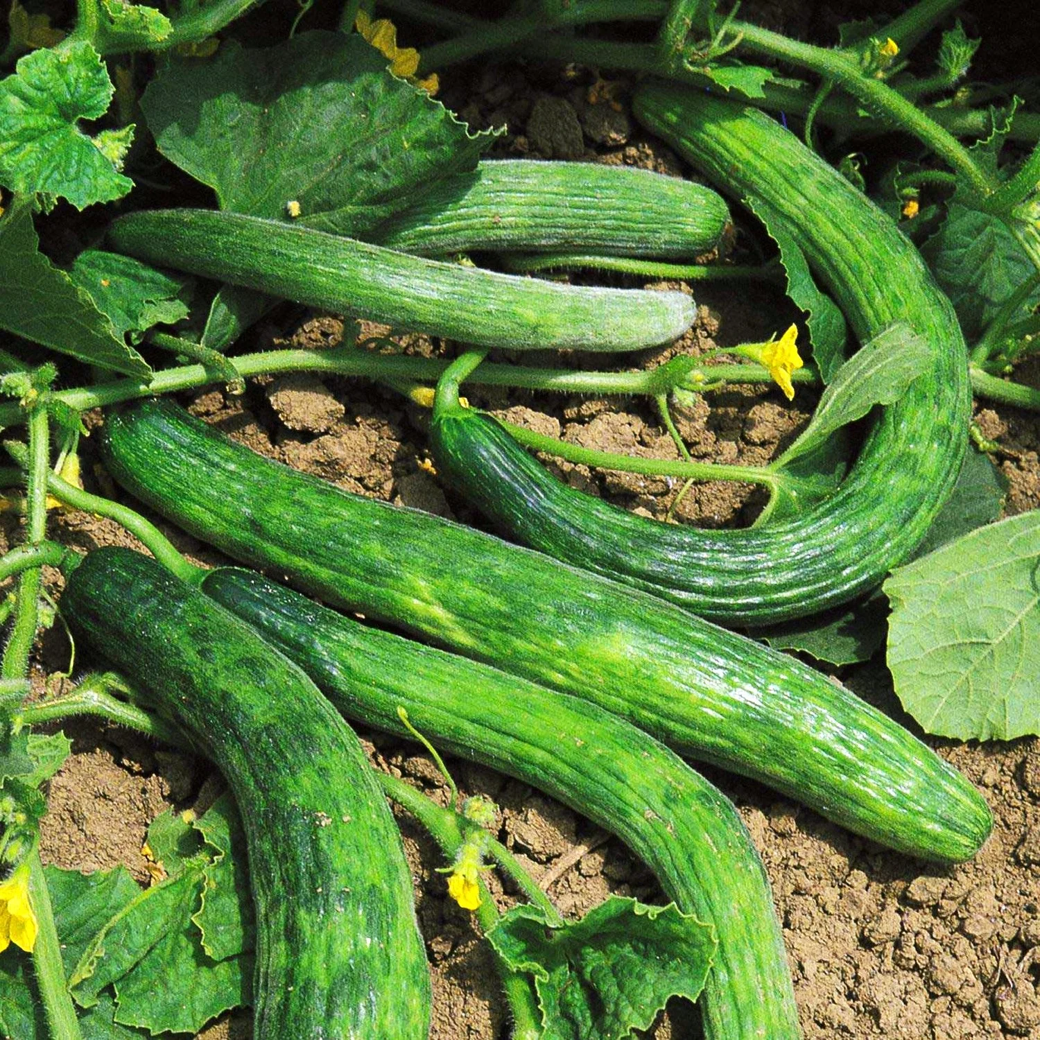 Metki Dark Green Armenian Cucumber - Image 7