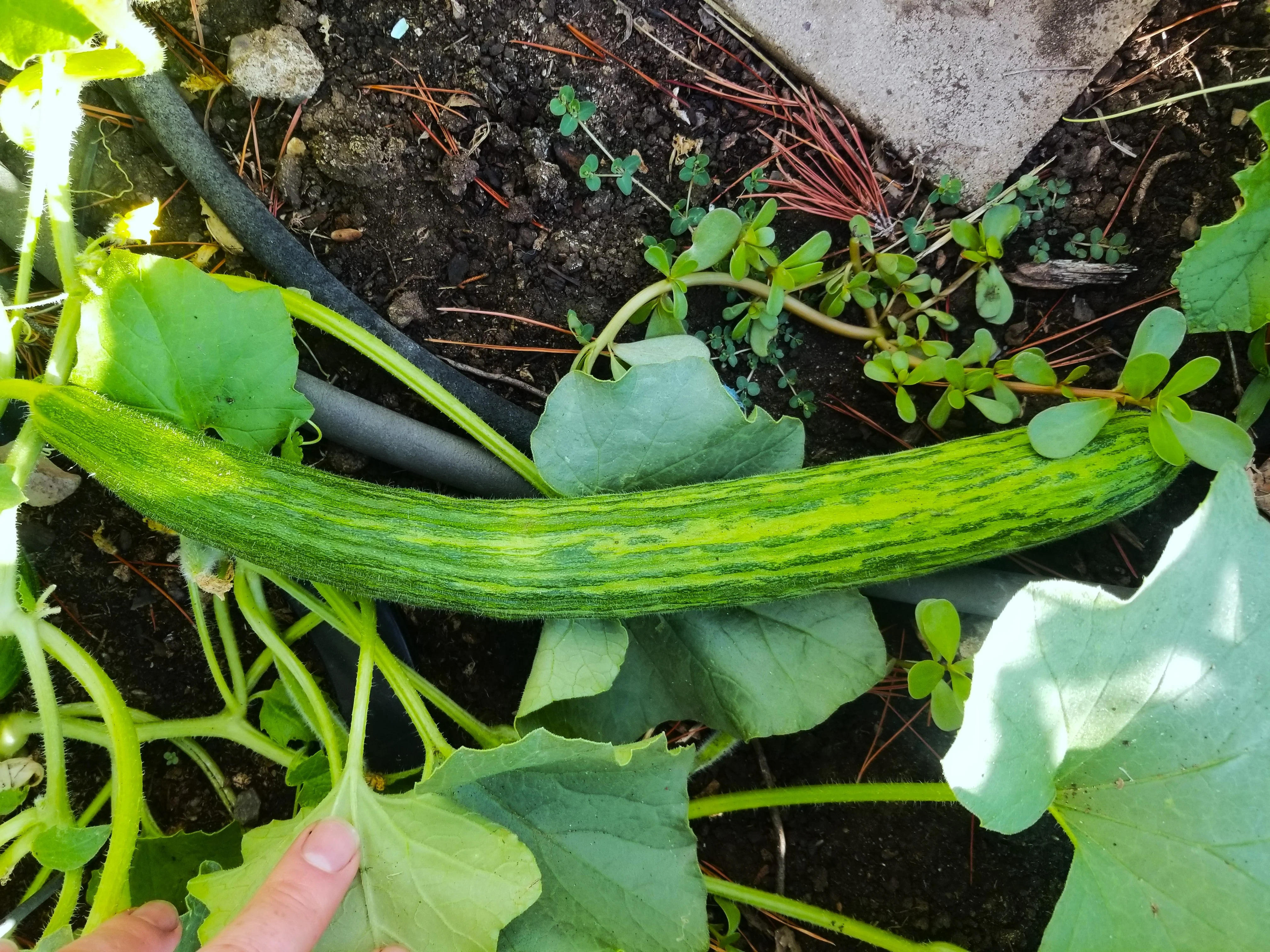 Metki Dark Green Armenian Cucumber - Image 8