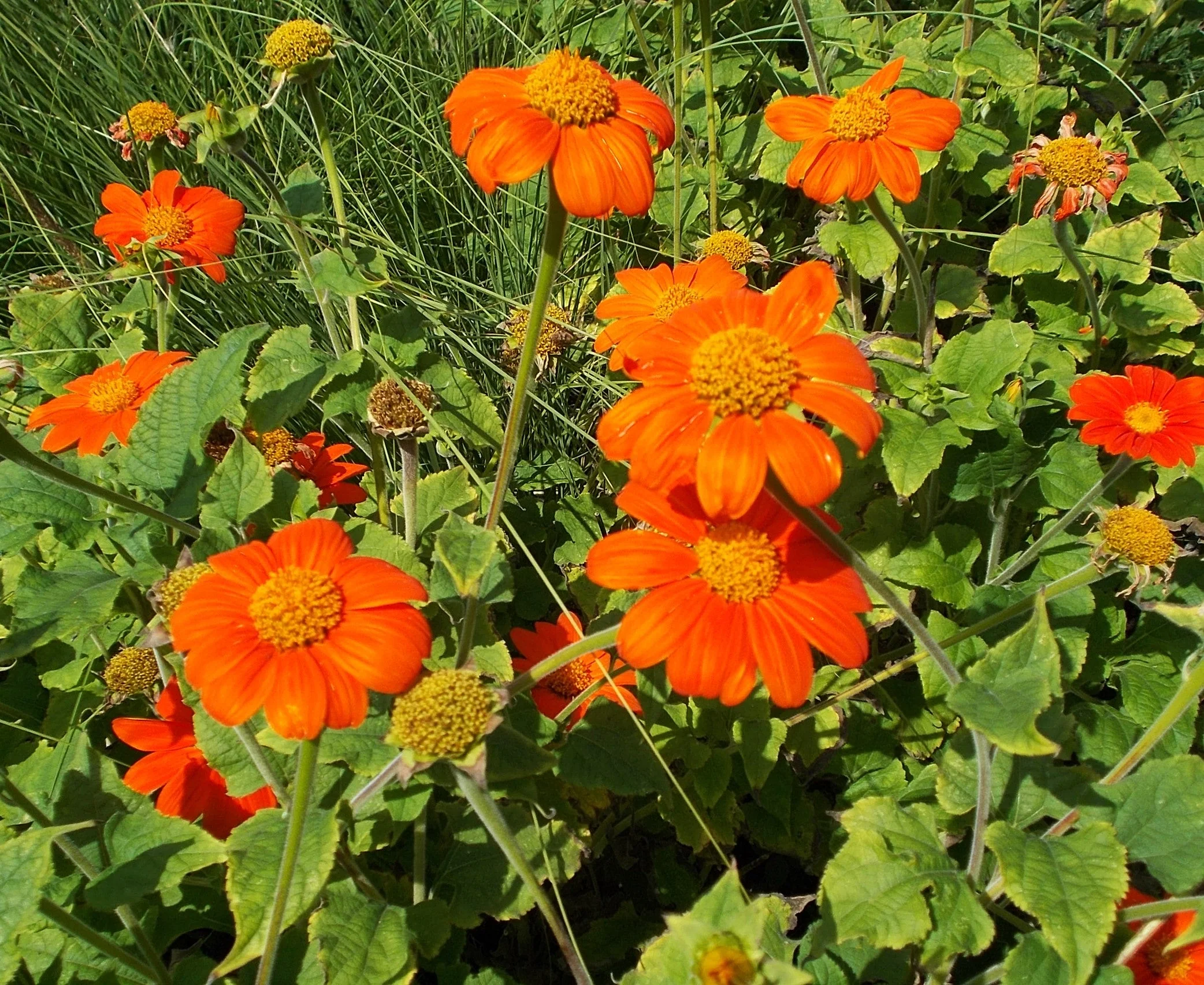 Mexican Sunflower - Image 2