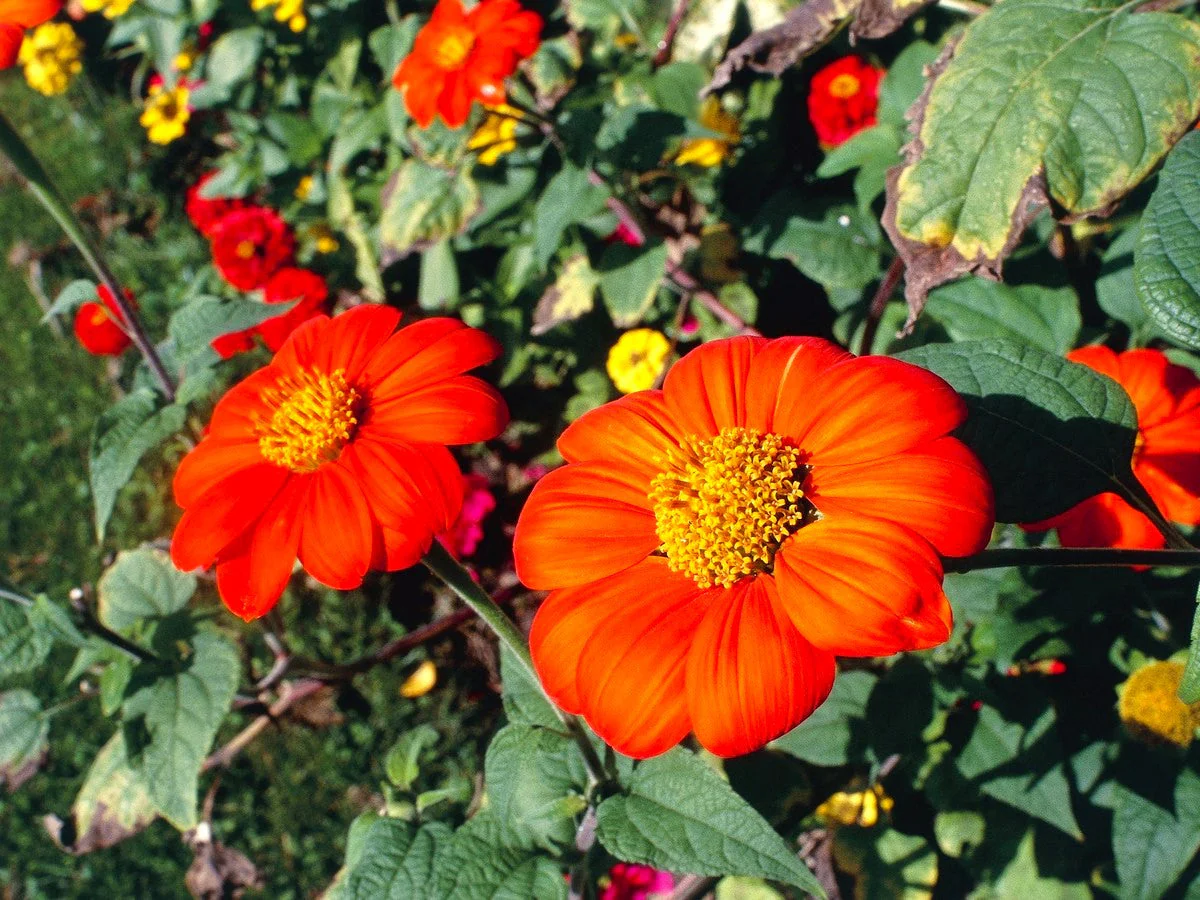 Mexican Sunflower - Image 3