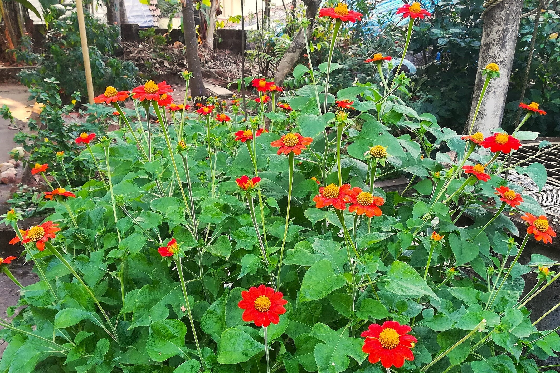 Mexican Sunflower - Image 6