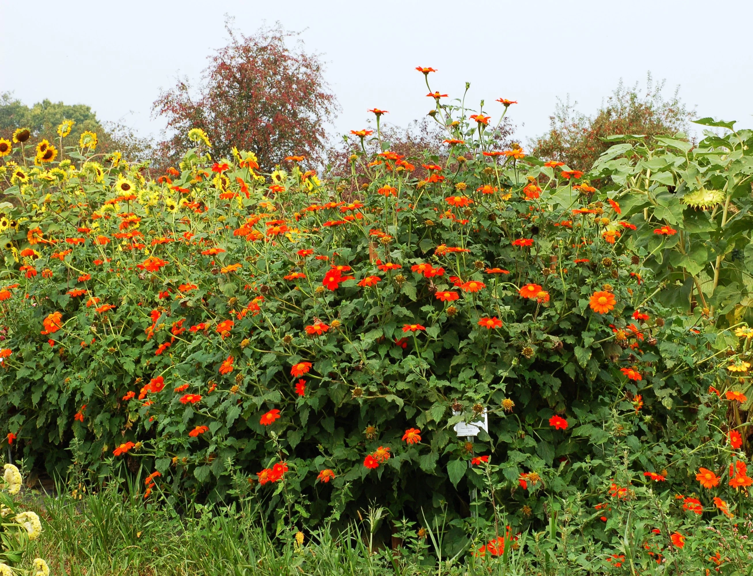 Mexican Sunflower - Image 7