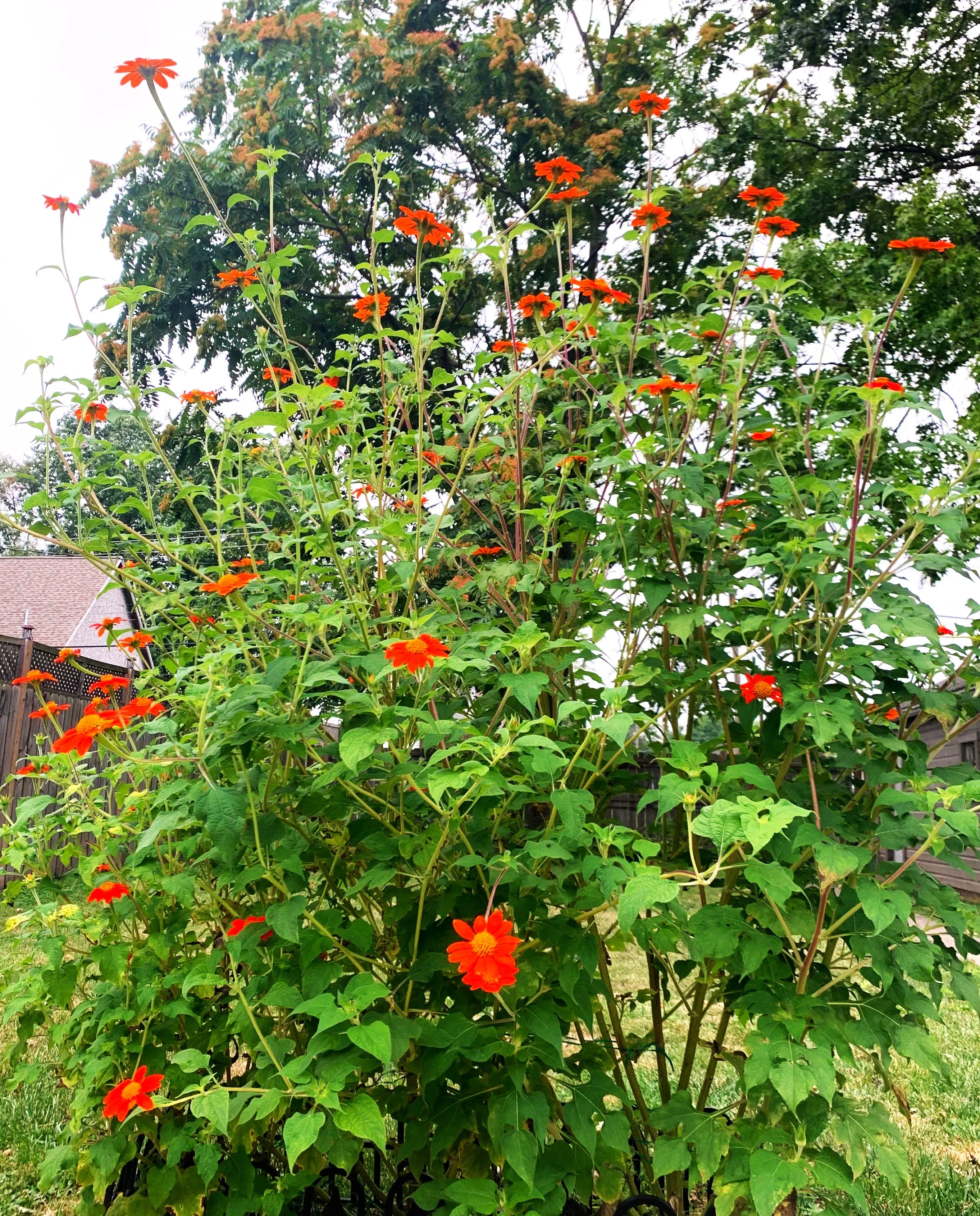 Mexican Sunflower - Image 8