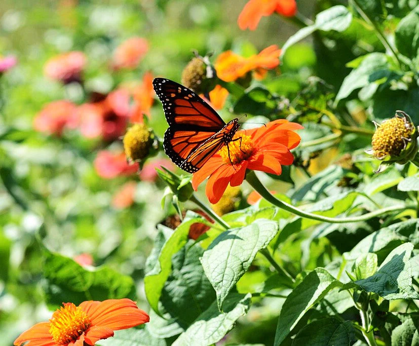 Mexican Sunflower - Image 9