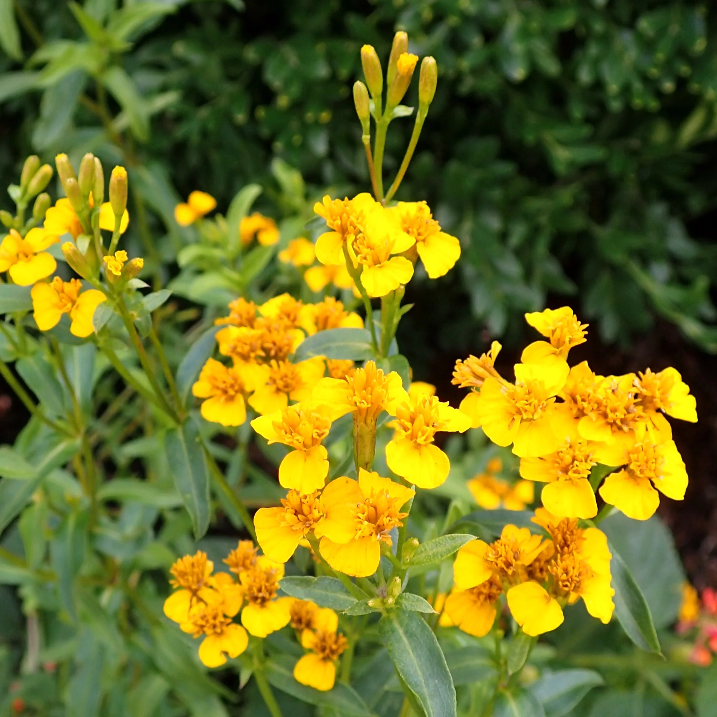 Mexican Tarragon