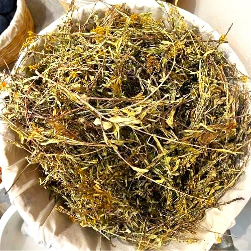 Mexican Tarragon - Image 10