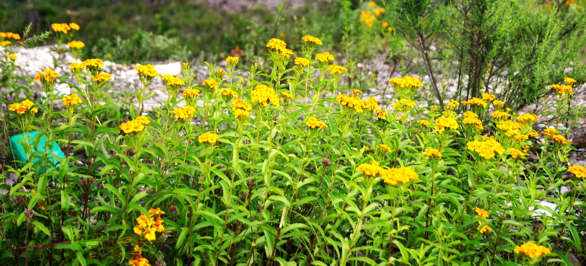 Mexican Tarragon - Image 2