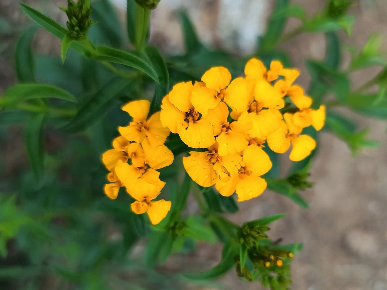 Mexican Tarragon - Image 3