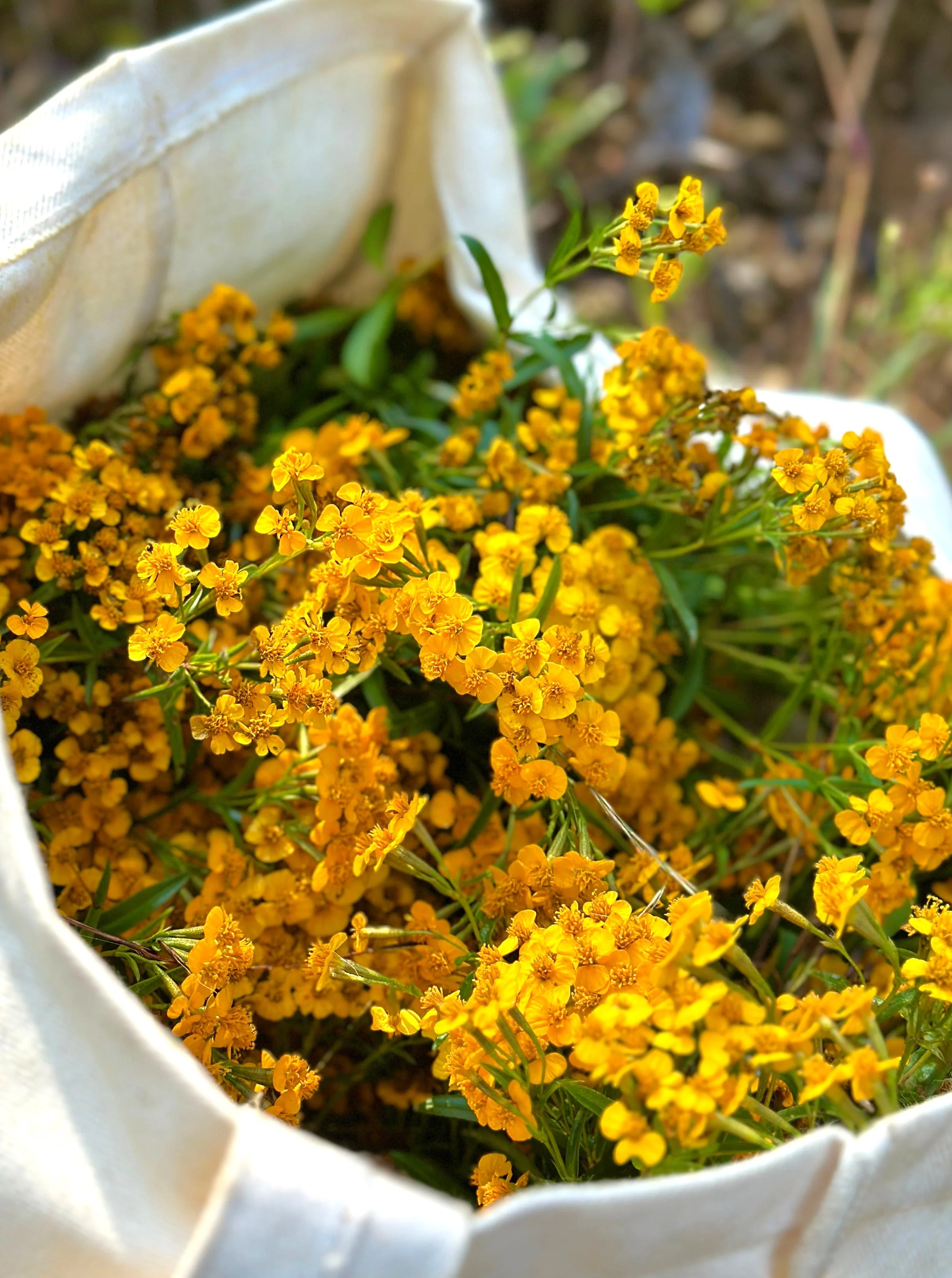 Mexican Tarragon - Image 6