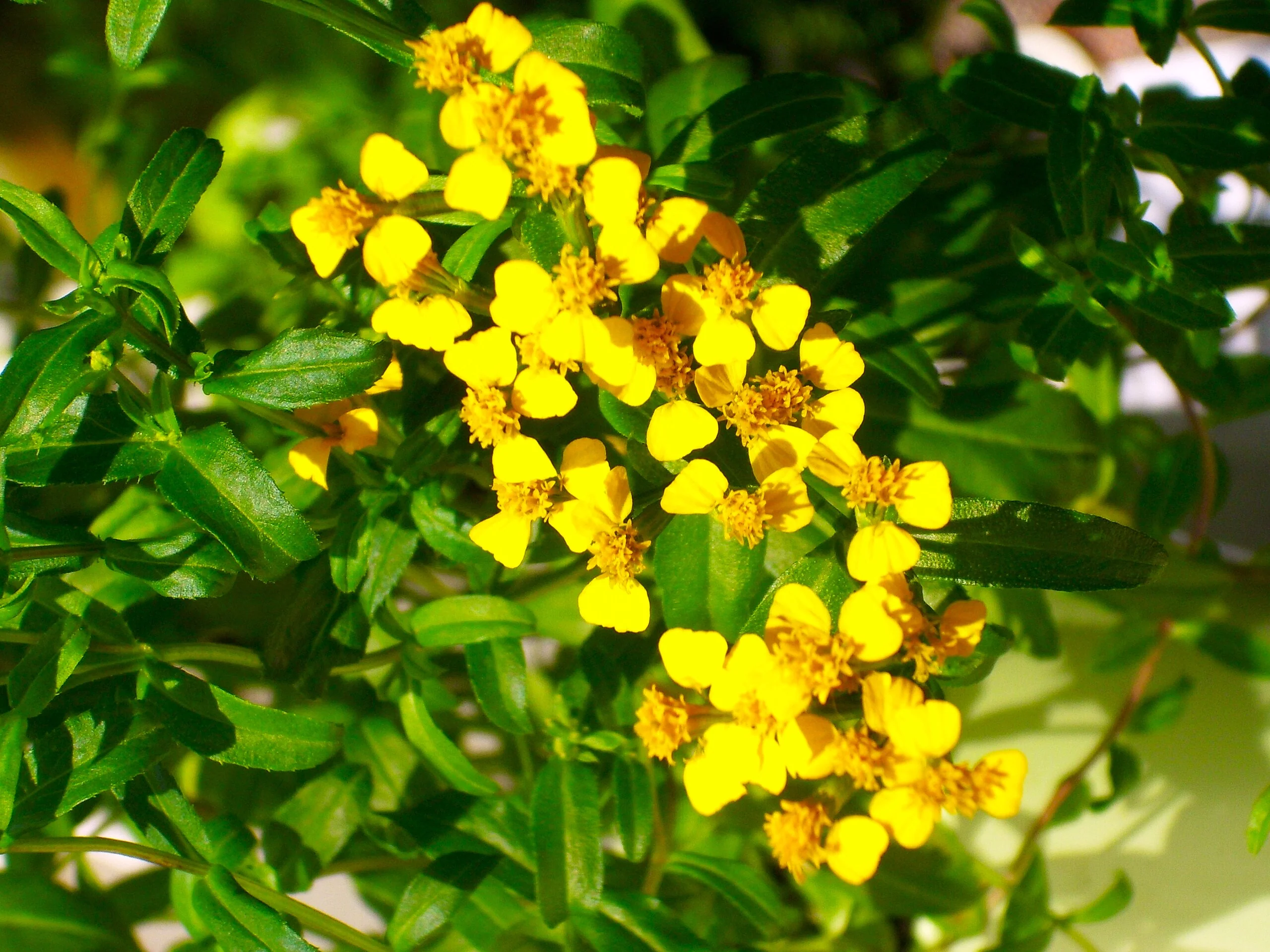 Mexican Tarragon - Image 7