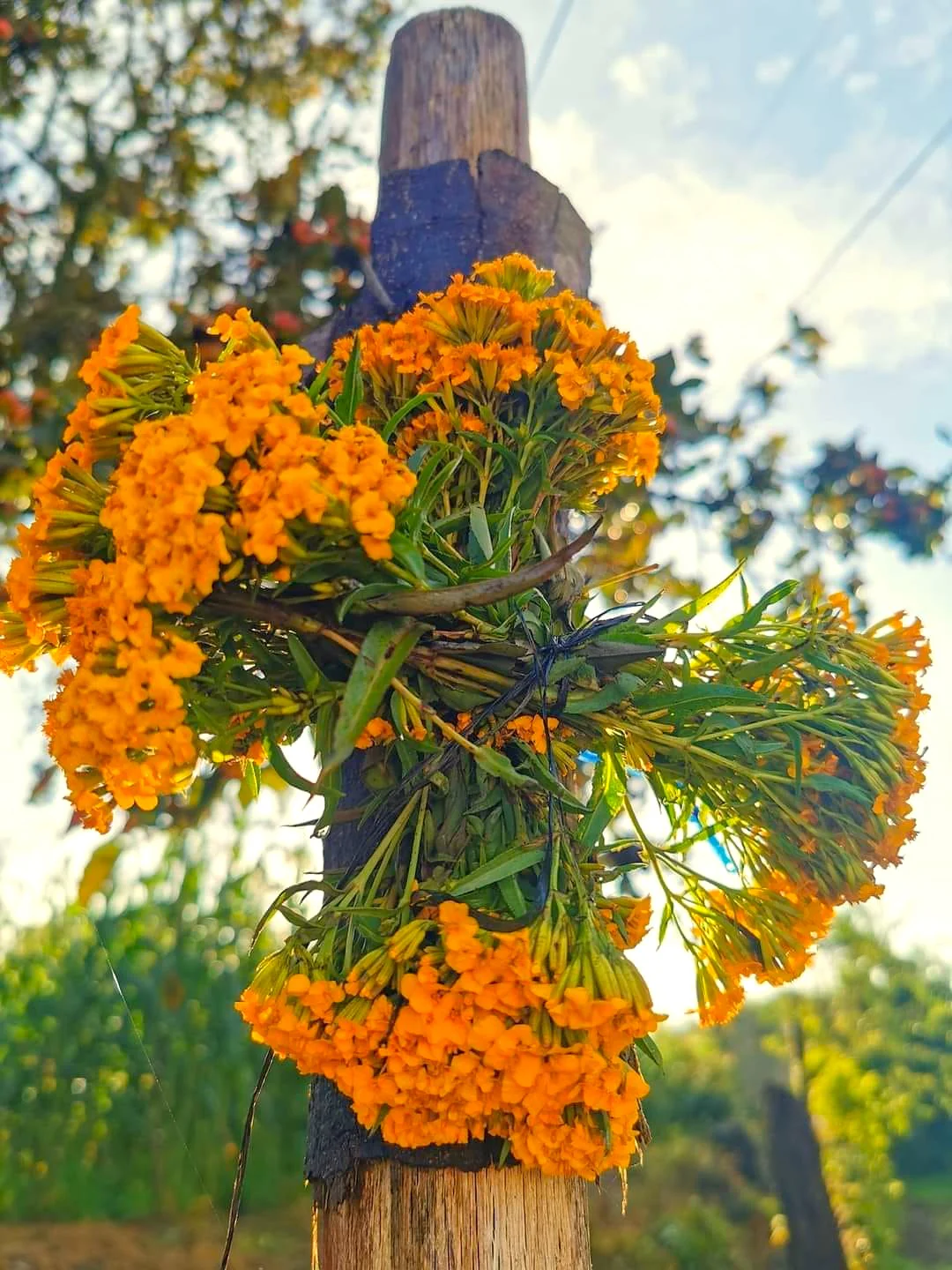 Mexican Tarragon - Image 8