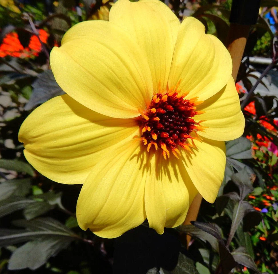 Mignon Mix Dwarf Single Dahlia - Image 10