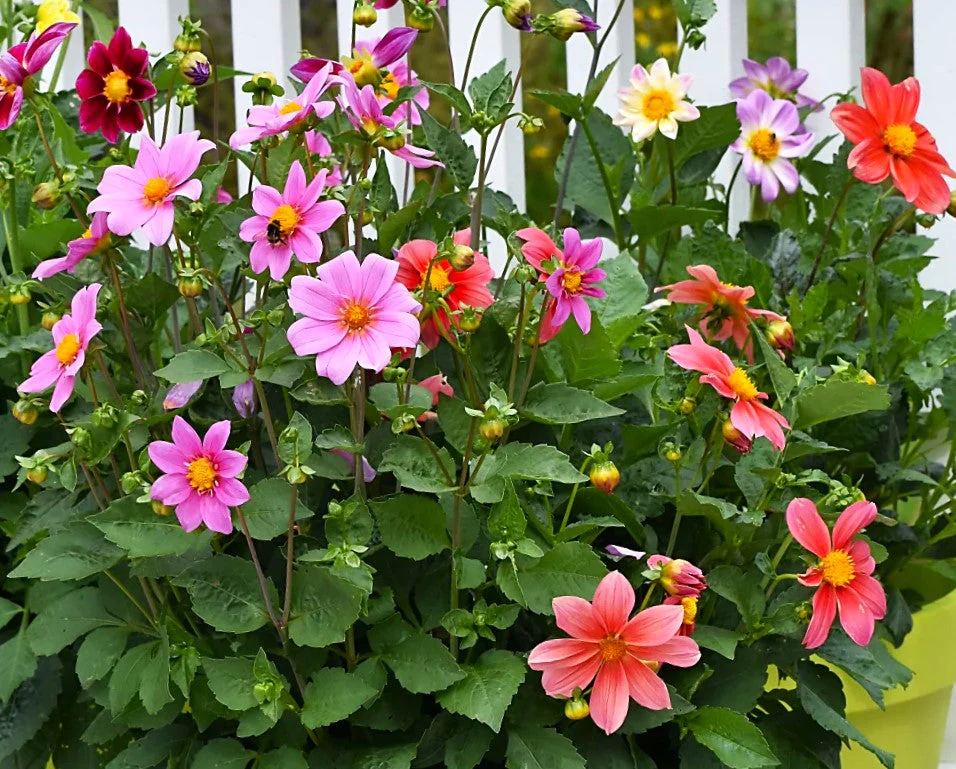 Mignon Mix Dwarf Single Dahlia - Image 2