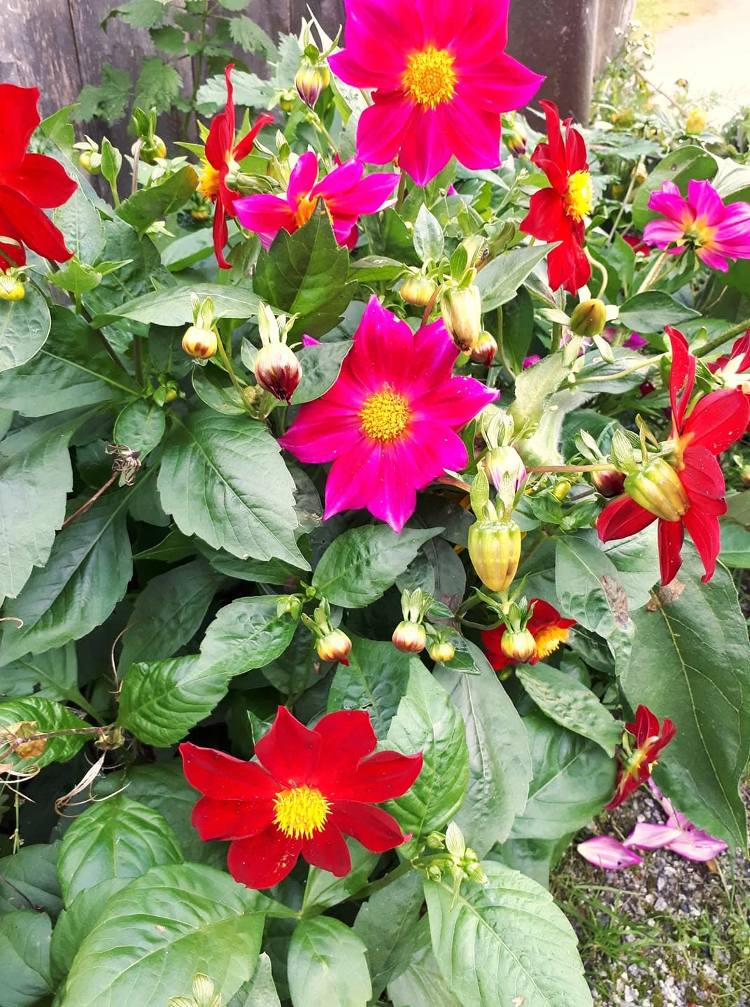 Mignon Mix Dwarf Single Dahlia - Image 3
