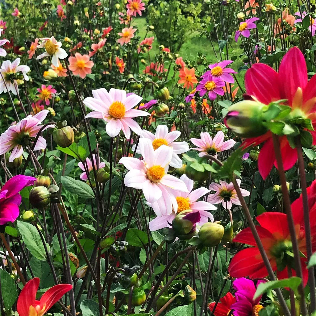 Mignon Mix Dwarf Single Dahlia - Image 4