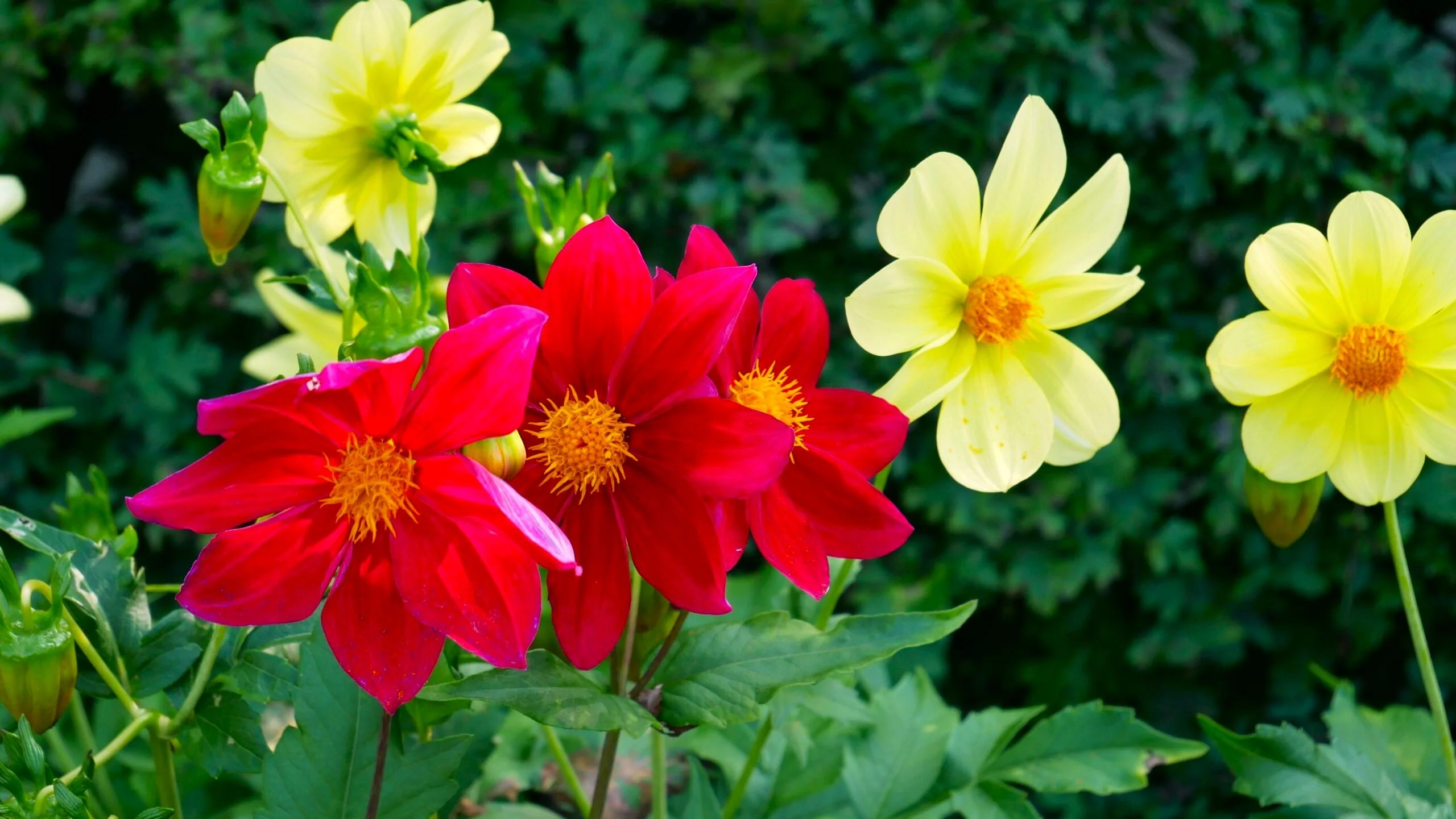 Mignon Mix Dwarf Single Dahlia - Image 5
